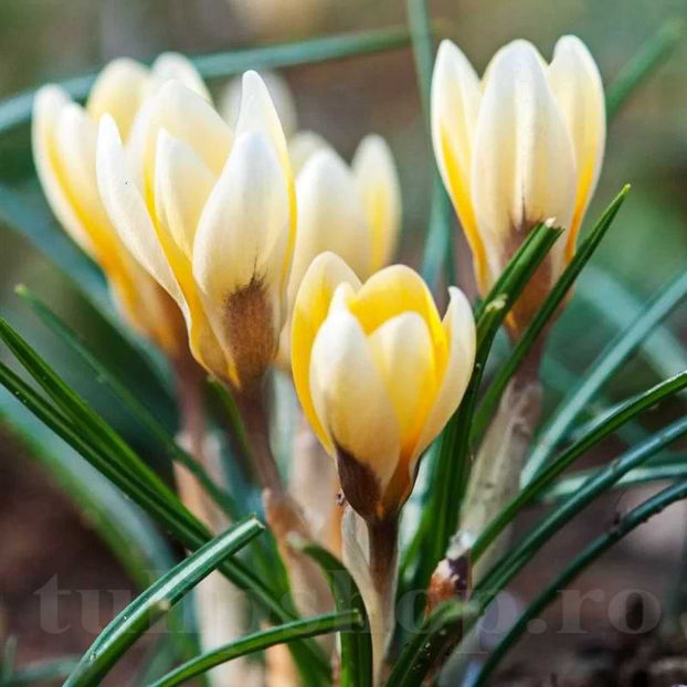Bulbi Brândușe Romance (Crocus) - Bulbi Flori Toamna 2022