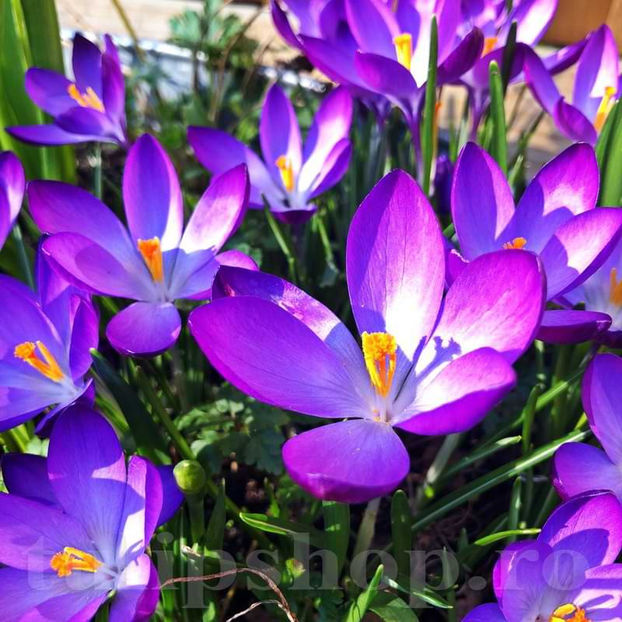 Bulbi Brândușe Ruby Giant (Crocus) - Bulbi Flori Toamna 2022