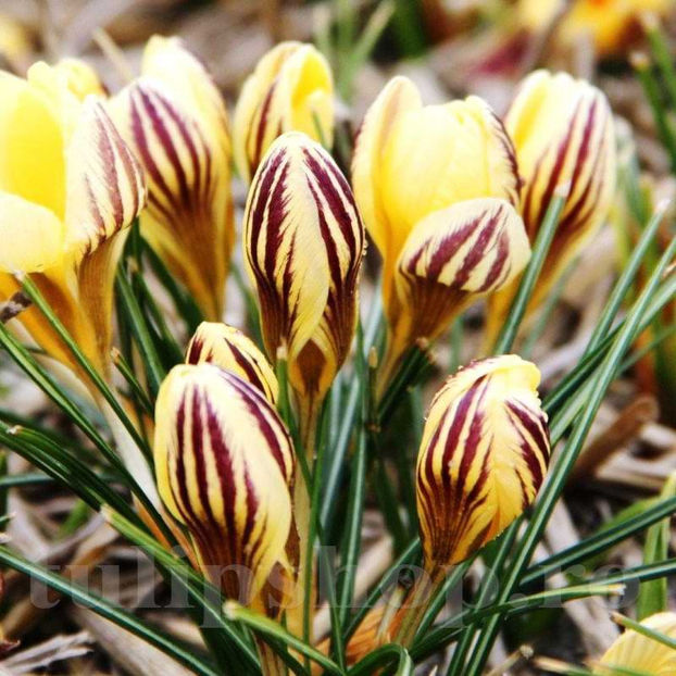 Bulbi Brândușe Saturnus (Crocus) - Bulbi Flori Toamna 2022