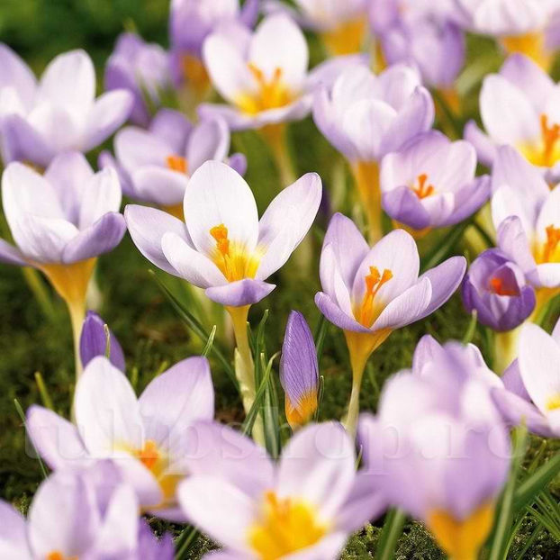 Bulbi Brândușe Sieberi Firefly (Crocus) - Bulbi Flori Toamna 2022