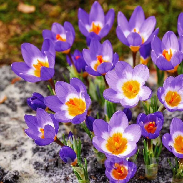 Bulbi Brândușe Sieberi Tricolor (Crocus) - Bulbi Flori Toamna 2022