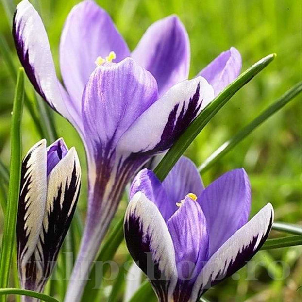 Bulbi Brândușe Spring Beauty (Crocus) - Bulbi Flori Toamna 2022