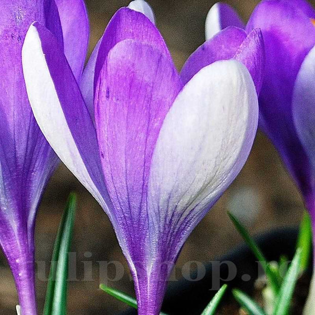 Bulbi Brândușe Vanguard (Crocus) - Bulbi Flori Toamna 2022