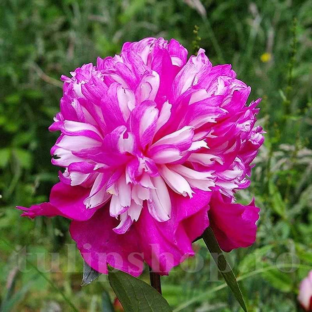 Bulbi Bujor Celebrity (Paeonia) - Bulbi Flori Toamna 2022