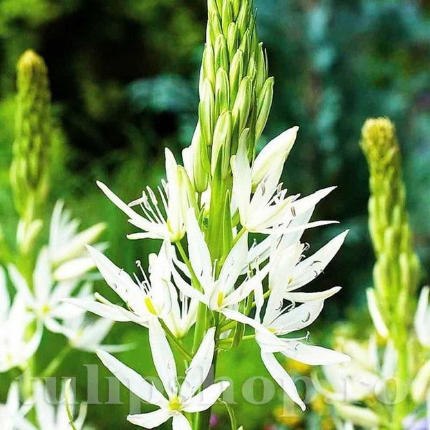 Bulbi Camassia Alba (Zambilă Indiană) - Bulbi Flori Toamna 2022