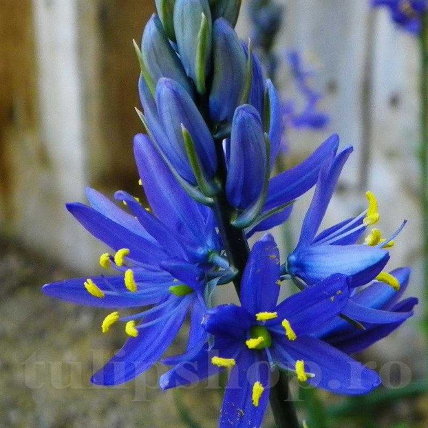 Bulbi Camassia Orion (Zambilă Indiană) - Bulbi Flori Toamna 2022