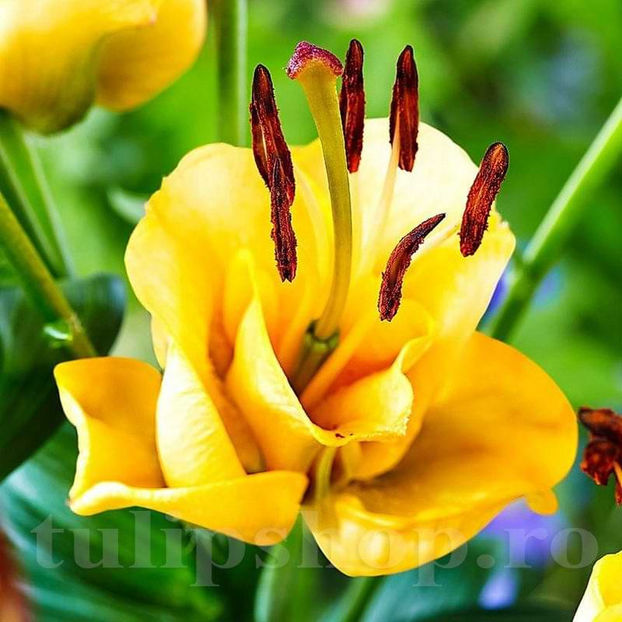 Bulbi Crin Apricot Fudge (Lilium) - Bulbi Flori Toamna 2022