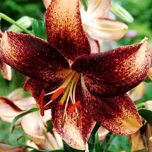 Bulbi Crin Chocolate Event (Lilium) - Bulbi Flori Toamna 2022