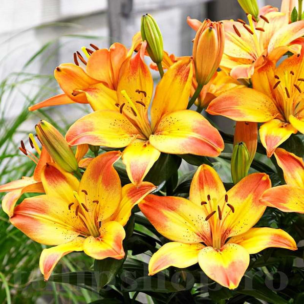 Bulbi Crin Happy Memories (Lilium) - Bulbi Flori Toamna 2022