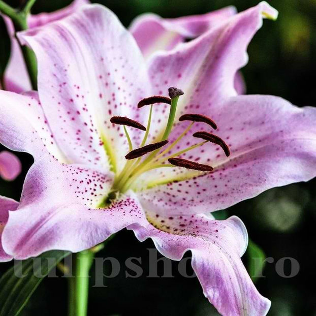 Bulbi Crin Josephine (Lilium) - Bulbi Flori Toamna 2022