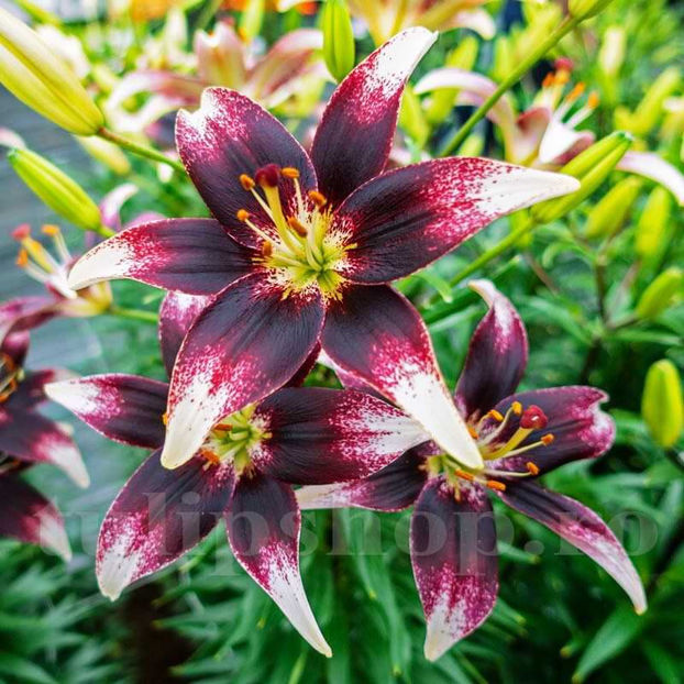 Bulbi Crin Netty's Pride (Lilium) - Bulbi Flori Toamna 2022