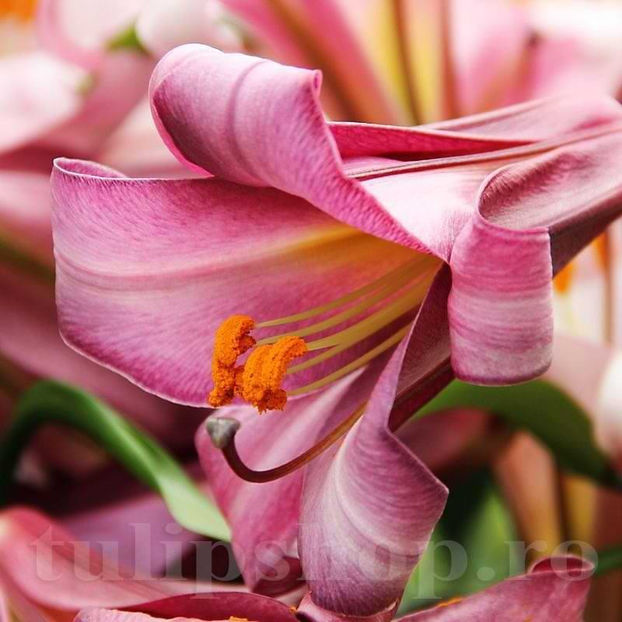 Bulbi Crin Pink Perfection (Lilium) - Bulbi Flori Toamna 2022
