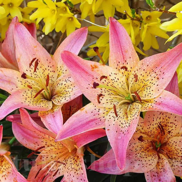 Bulbi Crin Pink Pixie (Lilium) - Bulbi Flori Toamna 2022