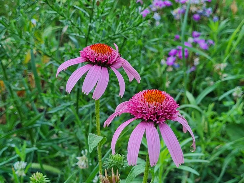 Pink Double Delight-plantshop 2022-careul narciselor - 2022_Iulie_August