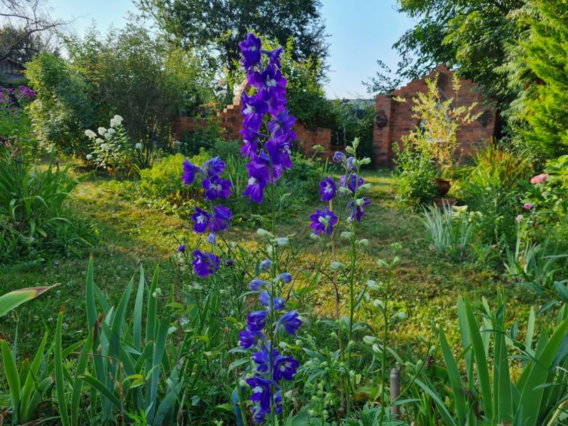 Delphinium Fantasia Blue - 2022_Iulie_August