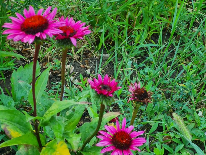 Fatal Atraction _bijoux2022-careul Narciselor - 2022_Iulie_August