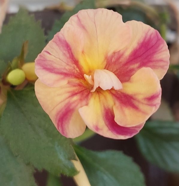  - RFs TROPICANA 2