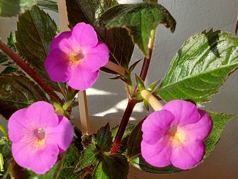 BRID'S AMATA - AAA RIZOMI ACHIMENES DISPONIBILI -2023