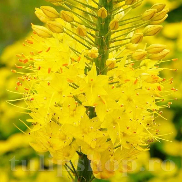 Bulbi Eremurus Bungei - Bulbi Flori Toamna 2022