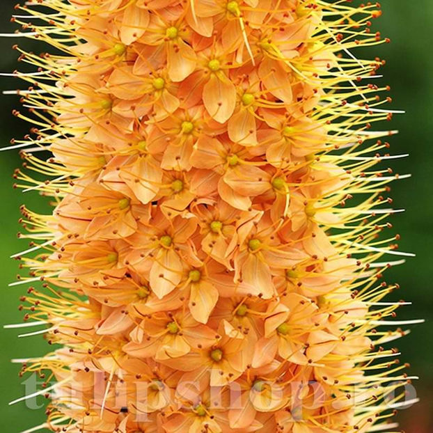 Bulbi Eremurus Cleopatra - Bulbi Flori Toamna 2022