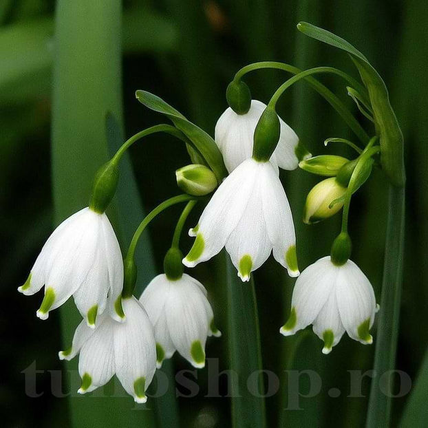 Bulbi Ghiocei de Vară Gravetye Giant (Leucojum Aestivum) - Bulbi Flori Toamna 2022