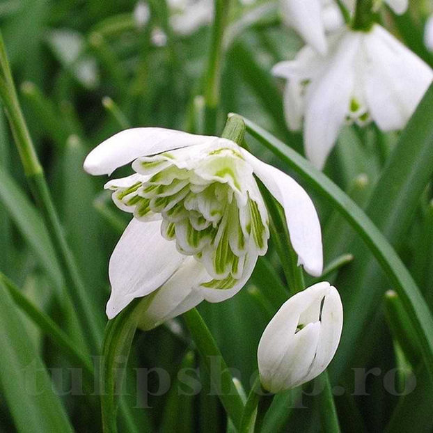 Bulbi Ghiocei Flore Pleno (Galanthus) - Bulbi Flori Toamna 2022