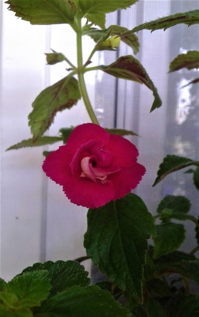Last Down,prima flore pe anul 2022 - 000012 ACHIMENES