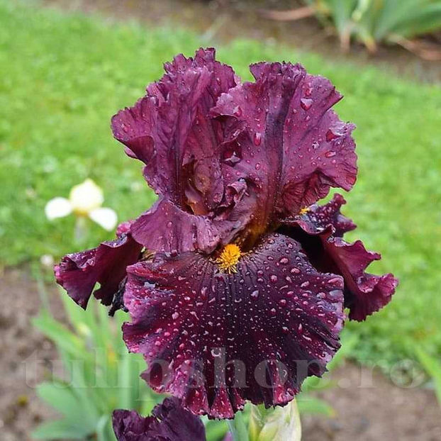 Bulbi Iris Hearty Burgundy (Stânjenel) - Bulbi Flori Toamna 2022