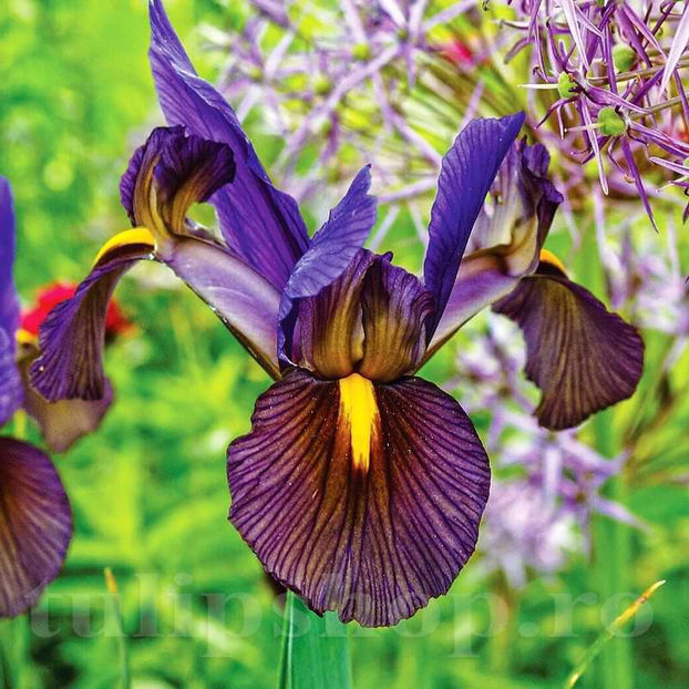 Bulbi Iris Tiger Eye (Stânjenel) - Bulbi Flori Toamna 2022