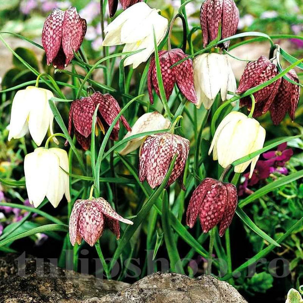 Bulbi Lalea Imperială Meleagris (Fritillaria) - Bulbi Flori Toamna 2022