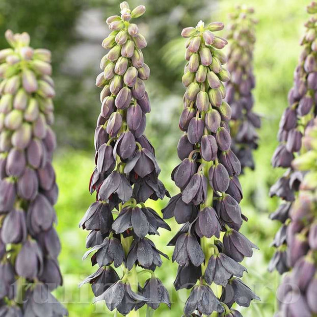 Bulbi Lalea Imperială Twin Towers Tribute (Fritillaria) - Bulbi Flori Toamna 2022