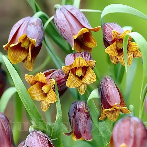 Bulbi Lalea Imperială Uva Vulpis (Fritillaria) - Bulbi Flori Toamna 2022