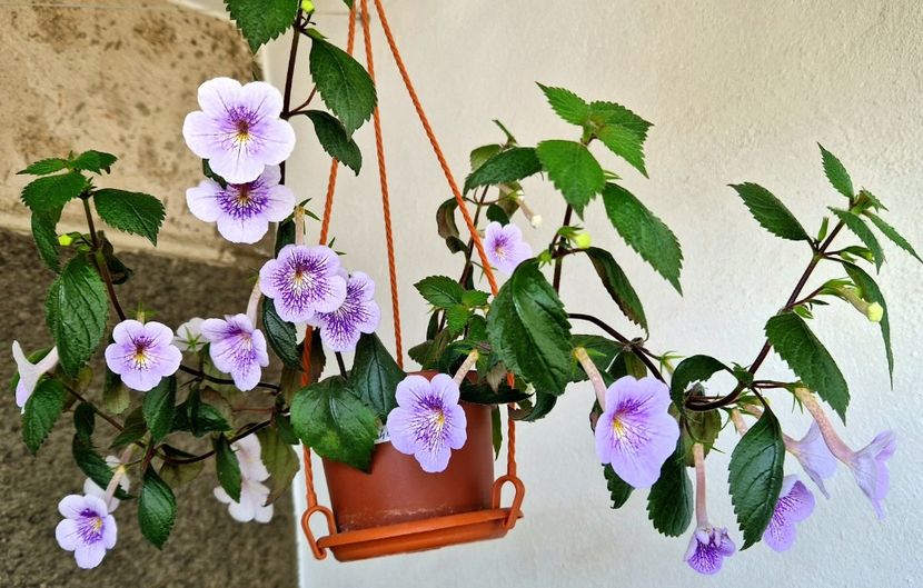  - Ambroise Verschaffelt Rodica