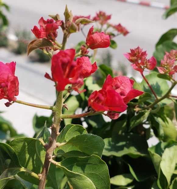  - Bougainvillea rosie-Don Mario