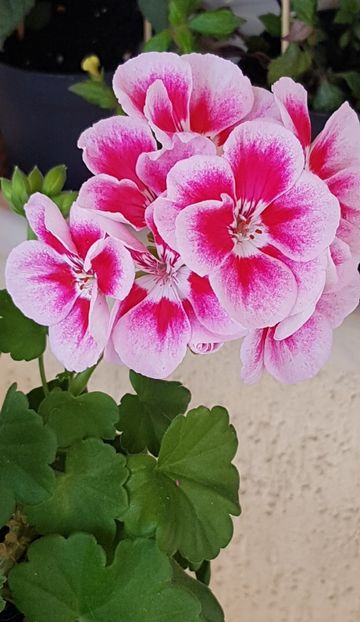  - Spĺash pierduta 2024