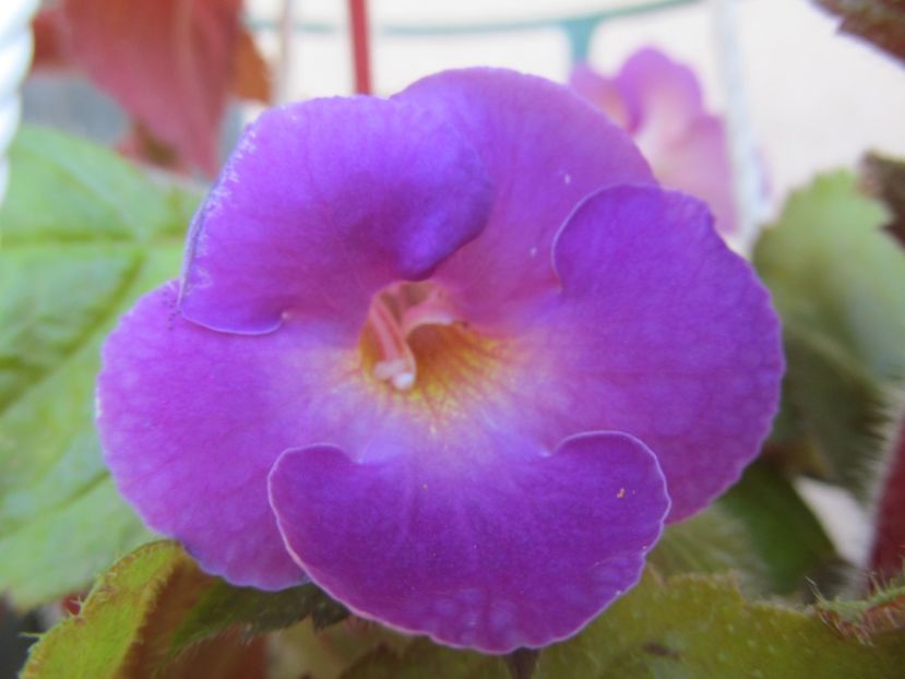Aurika's  Lavander lady - ACHIMENES 2022