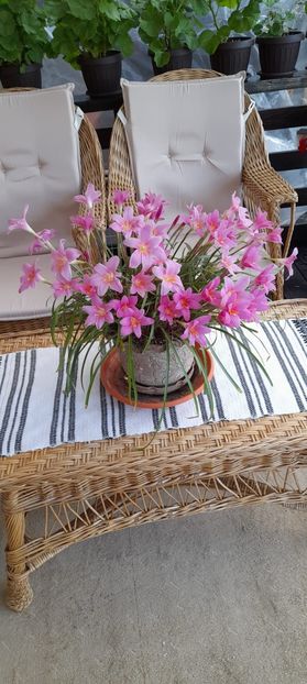 IMG-20220724-WA0007 - Gradina