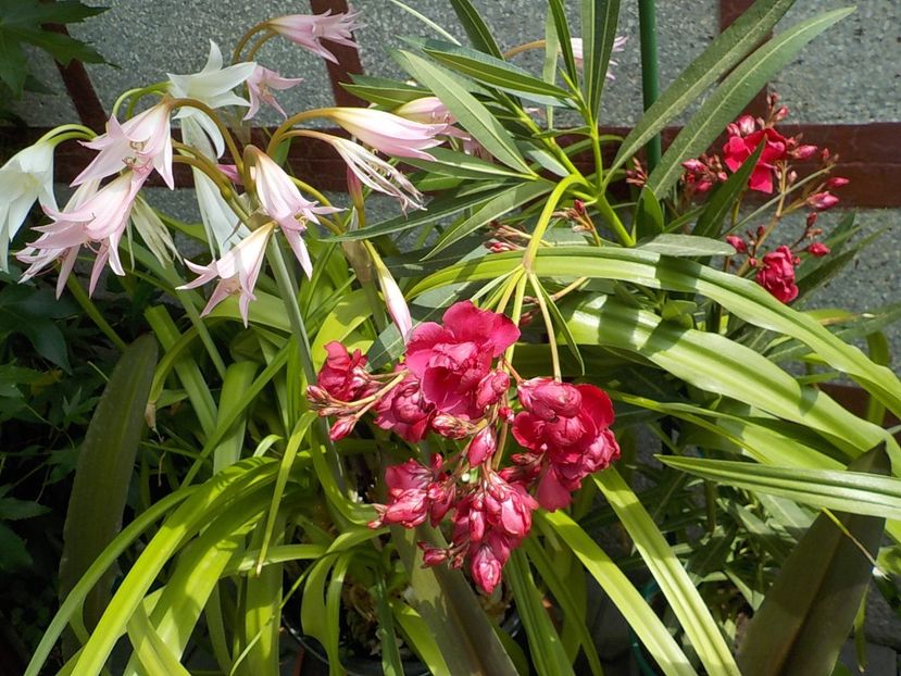  - Florile mele
