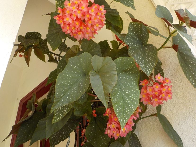  - begonia lucernae