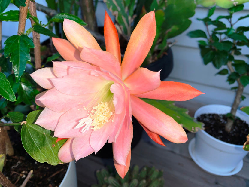  - Jurnalul gradinii 2022