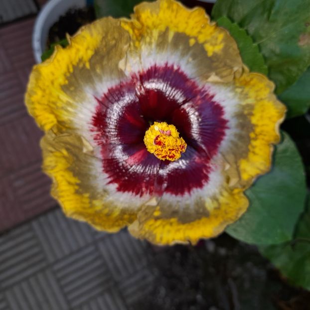 24.07.2022 - HIBISCUSI 2022-3