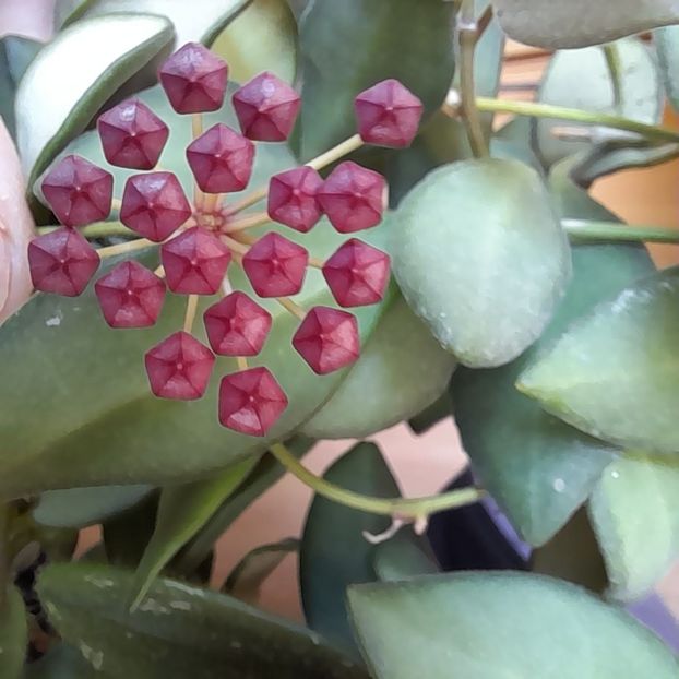 24.07.2022 - HOYA 2022-3