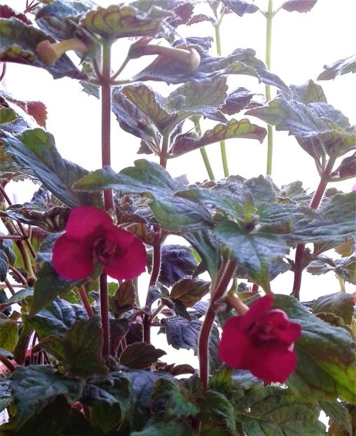  - 000013 ACHIMENES