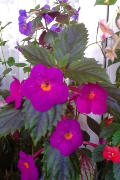  - 000013 ACHIMENES