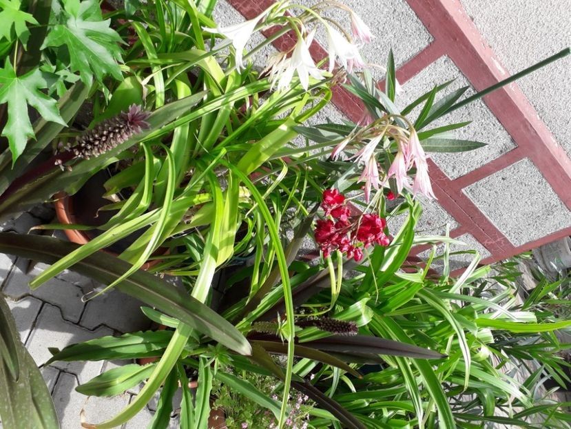  - Florile mele