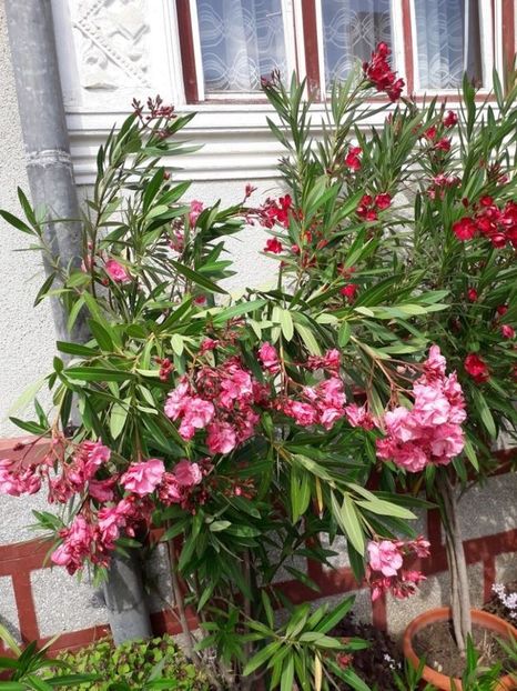  - roseum plenum 21
