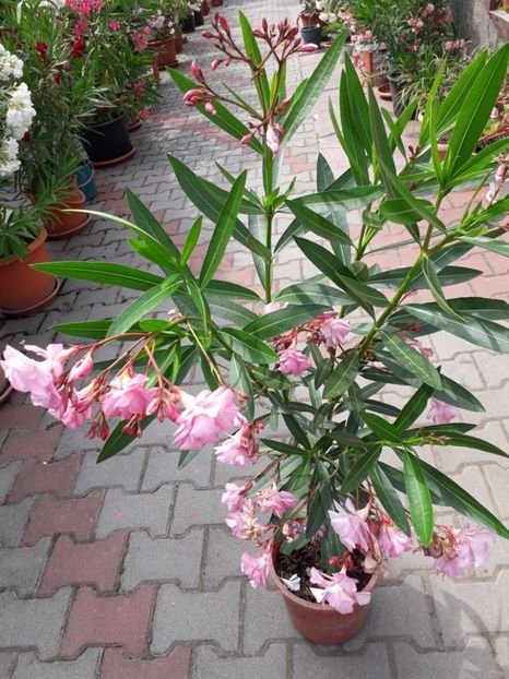  - madam hellena nr82