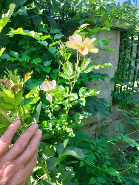 IMG20220723095357 - Iulie 2022