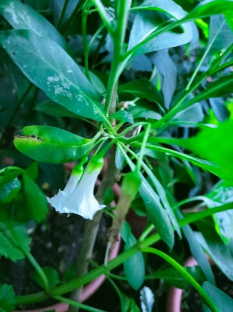 IMG20220718204443 - Iulie 2022