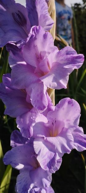  - Gladiole 2022